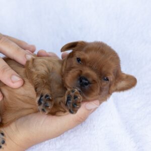 ruby cavalier king charles spaniel puppy