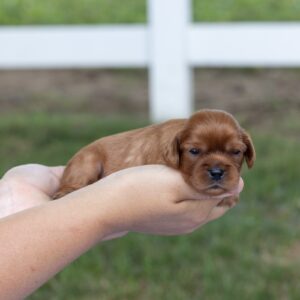 ruby cavalier king charles spaniel puppy for sale