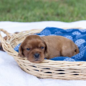 ruby cavalier king charles spaniel puppy new jersey