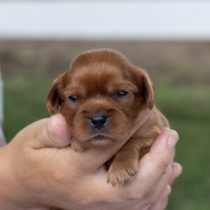 ruby cavalier king charles spaniel puppy new york