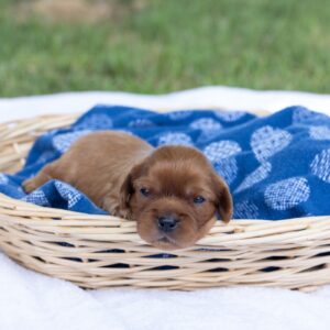 ruby cavalier king charles spaniel puppy pa