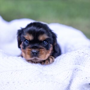 vet checked cavalier king charles spaniel
