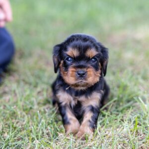 vet checked cavalier king charles spaniel puppies