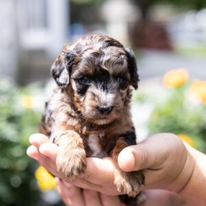 black merle poodle