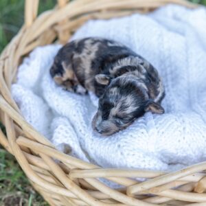 black merle poodle