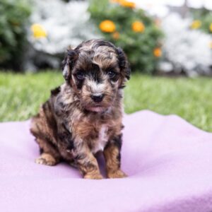 black merle poodle for sale