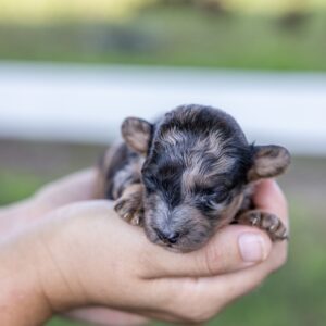 black merle poodle for sale