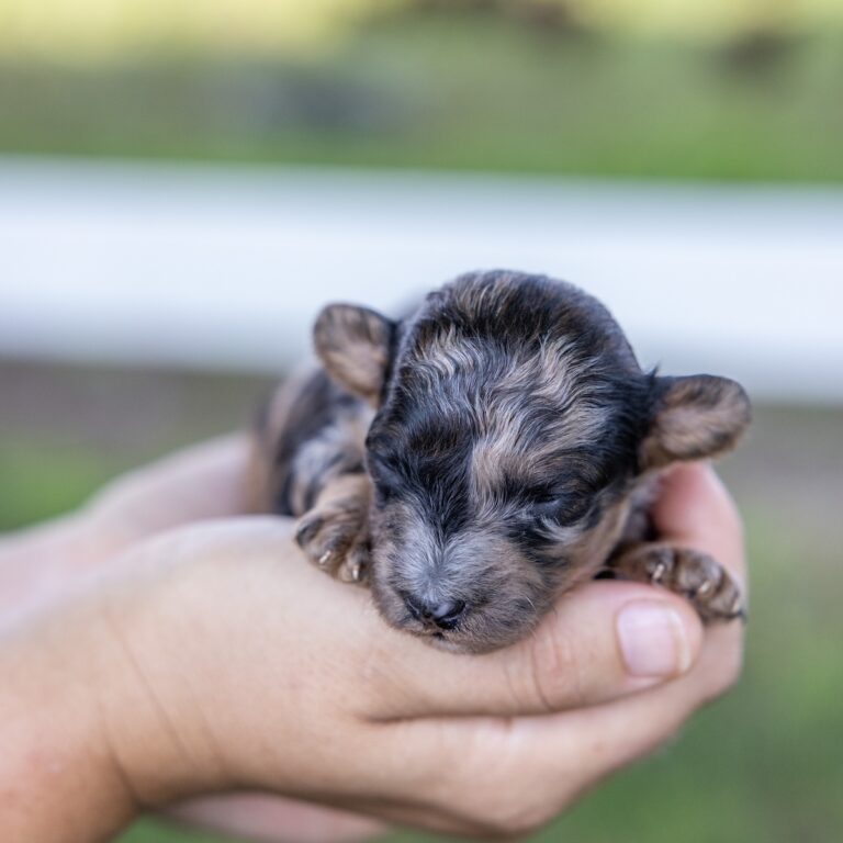 black merle poodle for sale