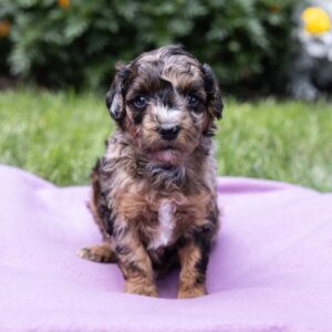 black merle poodle for sale near me
