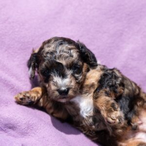 black merle poodle puppies