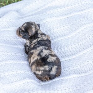 black merle poodle puppies