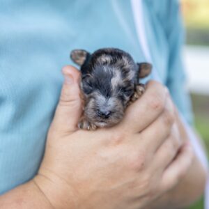 black merle poodle puppies for sale with vet check