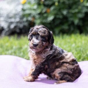 black merle poodle puppy