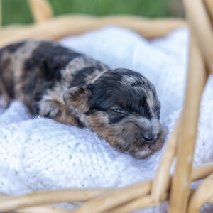 black merle poodle puppy