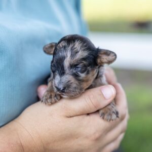black merle poodle puppy for sale near me nj
