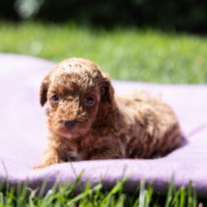 experienced toy poodle breeder