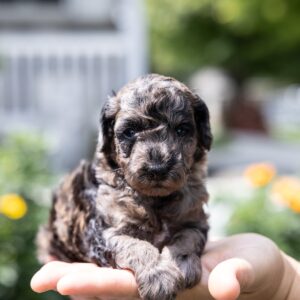 merle toy poodle