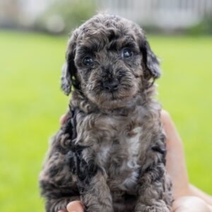 merle toy poodle