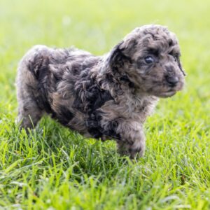 merle toy poodle for sale