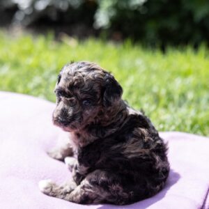 merle toy poodle for sale