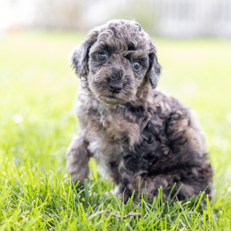 merle toy poodle for sale near me