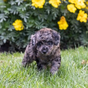 merle toy poodle for sale near me