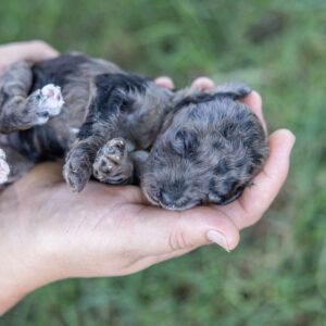 merle toy poodle for sale near me