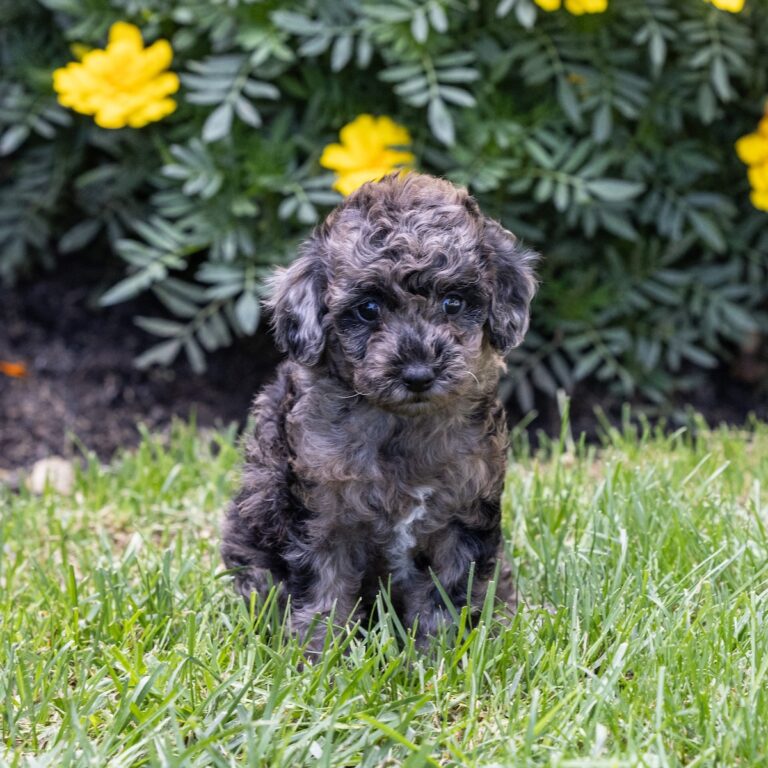 merle toy poodle for sale near me ny
