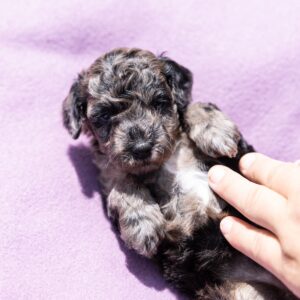 merle toy poodle for sale near me ny
