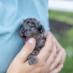 merle toy poodle for sale near nj