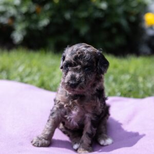 merle toy poodle for sale pa