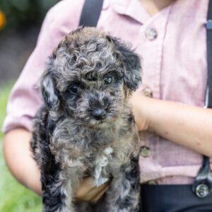 merle toy poodle for sale pa