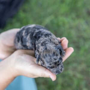 merle toy poodle for sale pa