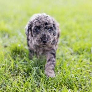 merle toy poodle puppies