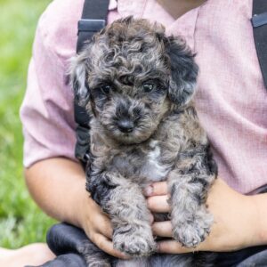 merle toy poodle puppies
