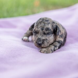 merle toy poodle puppies