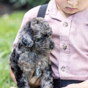 merle toy poodle puppies for sale