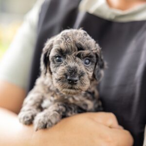 merle toy poodle puppies pa