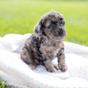merle toy poodle puppy