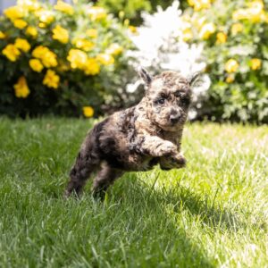 merle toy poodle puppy