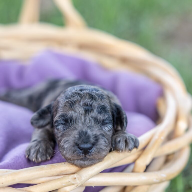 merle toy poodle puppy