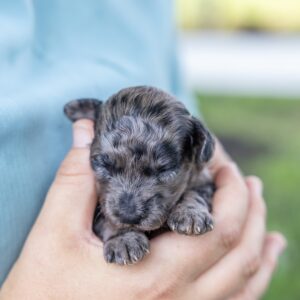 merle toy poodle puppy for sale near ny