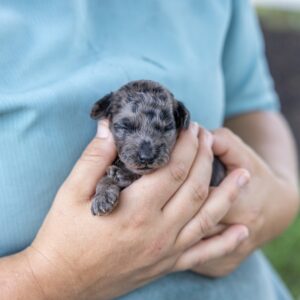 merle toy poodle puppy for sale with vet check