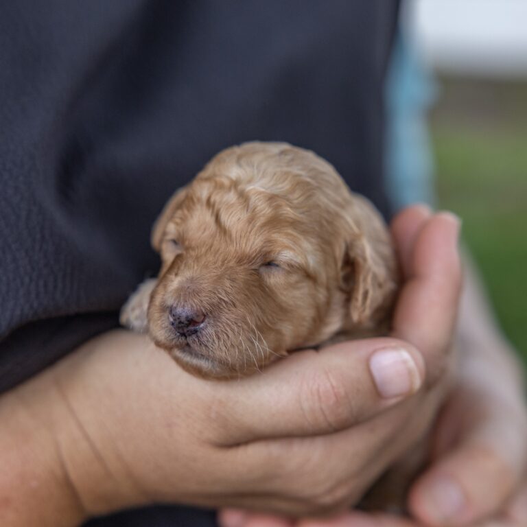 miniature toy poodle