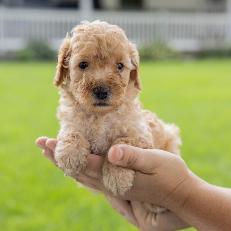 miniature toy poodle puppies pa