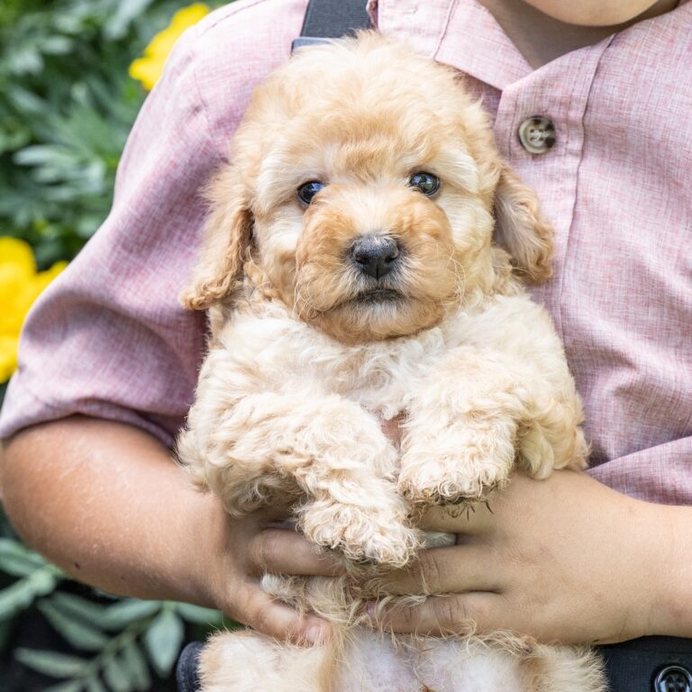 miniature toy poodle puppy