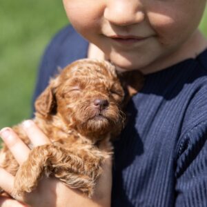 respected toy poodle breeder