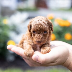 toy poodle breeder