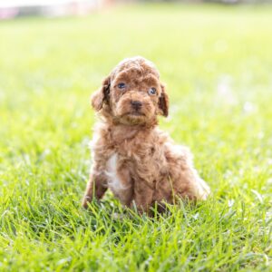 toy poodle breeder
