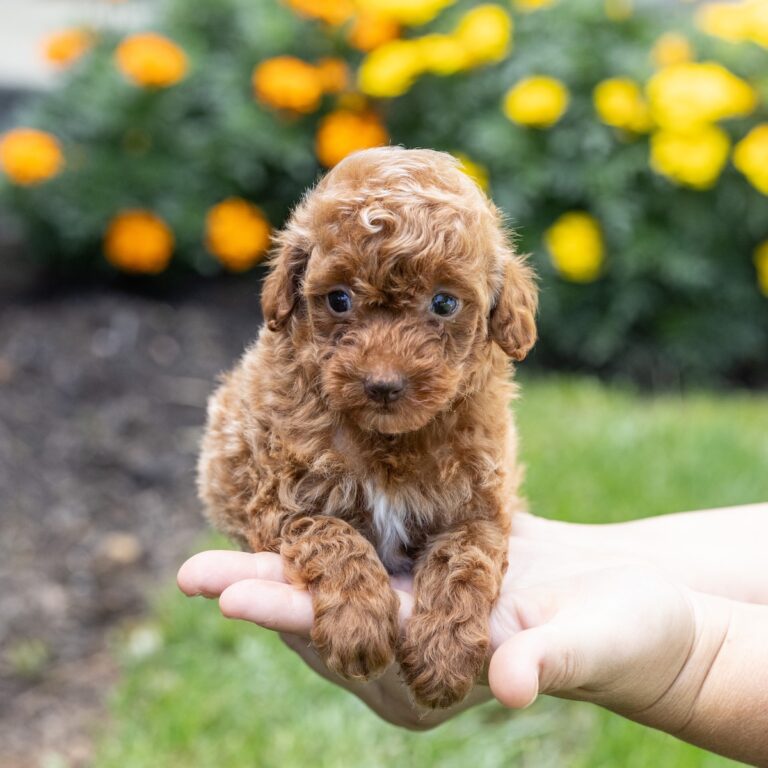 toy poodle breeder